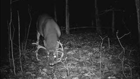 Deer Hunting Video: Big Buck Working a Scrape