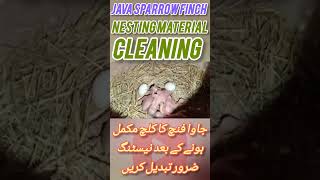Java Sparrow 1st Clutch Ke Baad Nesting Change Karni Chahiye | Safai Ka Sahi Tariqa | Samad Birds TV