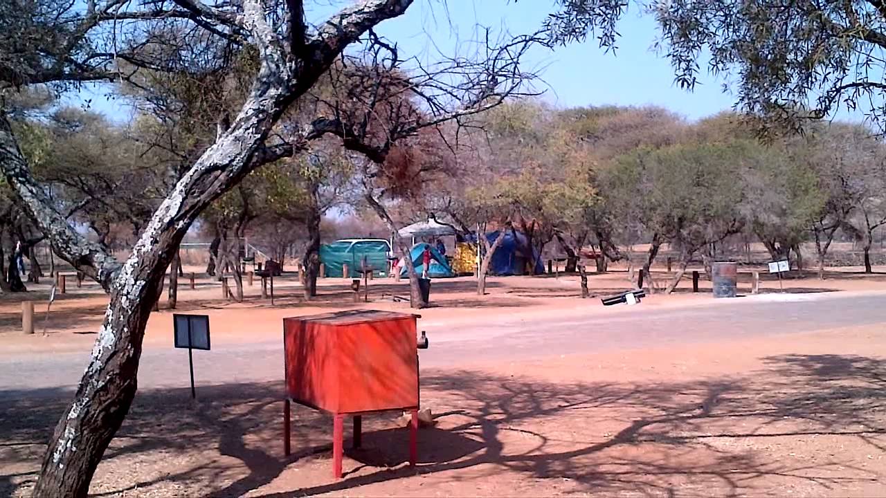 Meerkat in the campsite