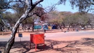 Meerkat in the campsite