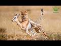 Cheetahs: Speed, Precision, and the Deadliest Chase in the Wild | Nature Animal Documentary
