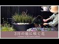 【春のガーデニング】3月の庭に咲く花|園芸店に行けない春。今、庭にある幸せを堪能する。