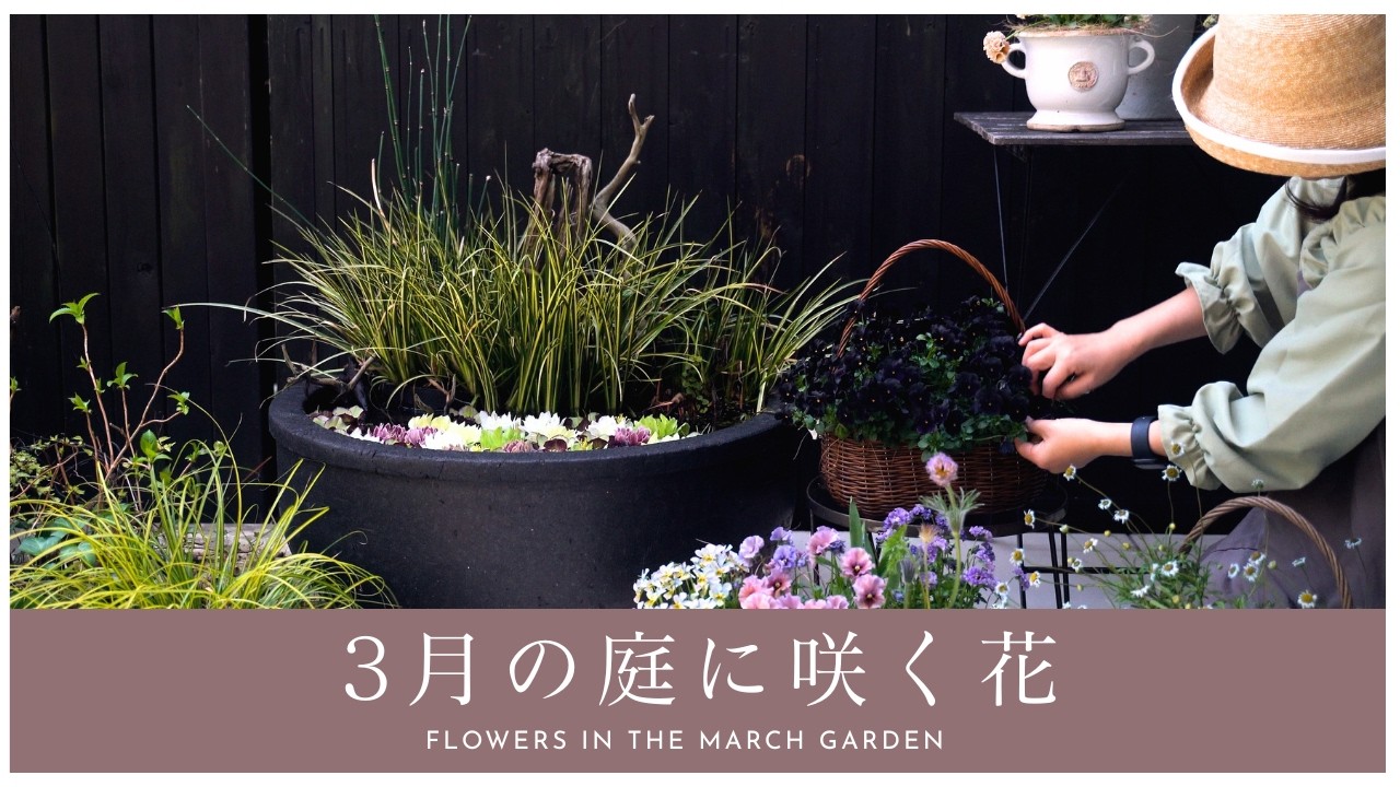 【春のガーデニング】3月の庭に咲く花|園芸店に行けない春。今、庭にある幸せを堪能する。