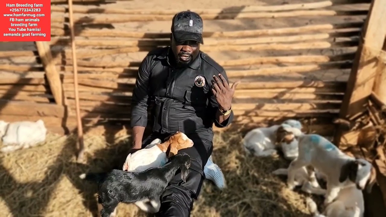 Как одновременно производить много козлят (естественная синхронизация)