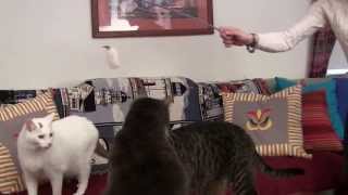 Tiger Teasers Cat Toy Reviewed by The Cat Doctor's Cats by Ask the Cat Doctor 1,203 views 10 years ago 4 minutes, 40 seconds