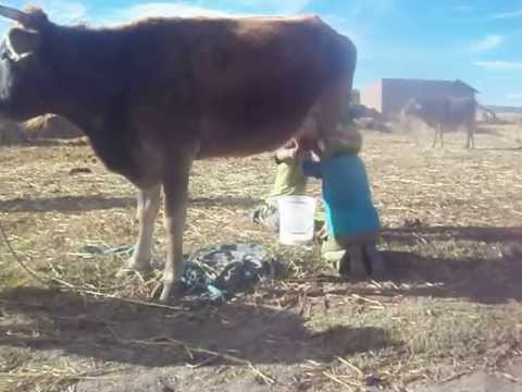 Sacando la leche Sacando la leche