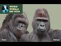 World Gorilla Day 2024 / Michael&#39;s Story