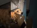 Why Dogs Chatter From Intense Joy #goodtoknow #vet #medicine #educational #funfacts #lifehacks