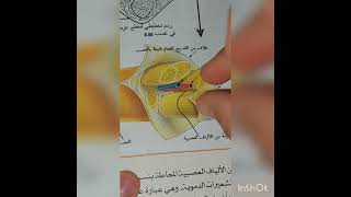 مراجعة للاتصال العصبي سنة رابعة متوسط