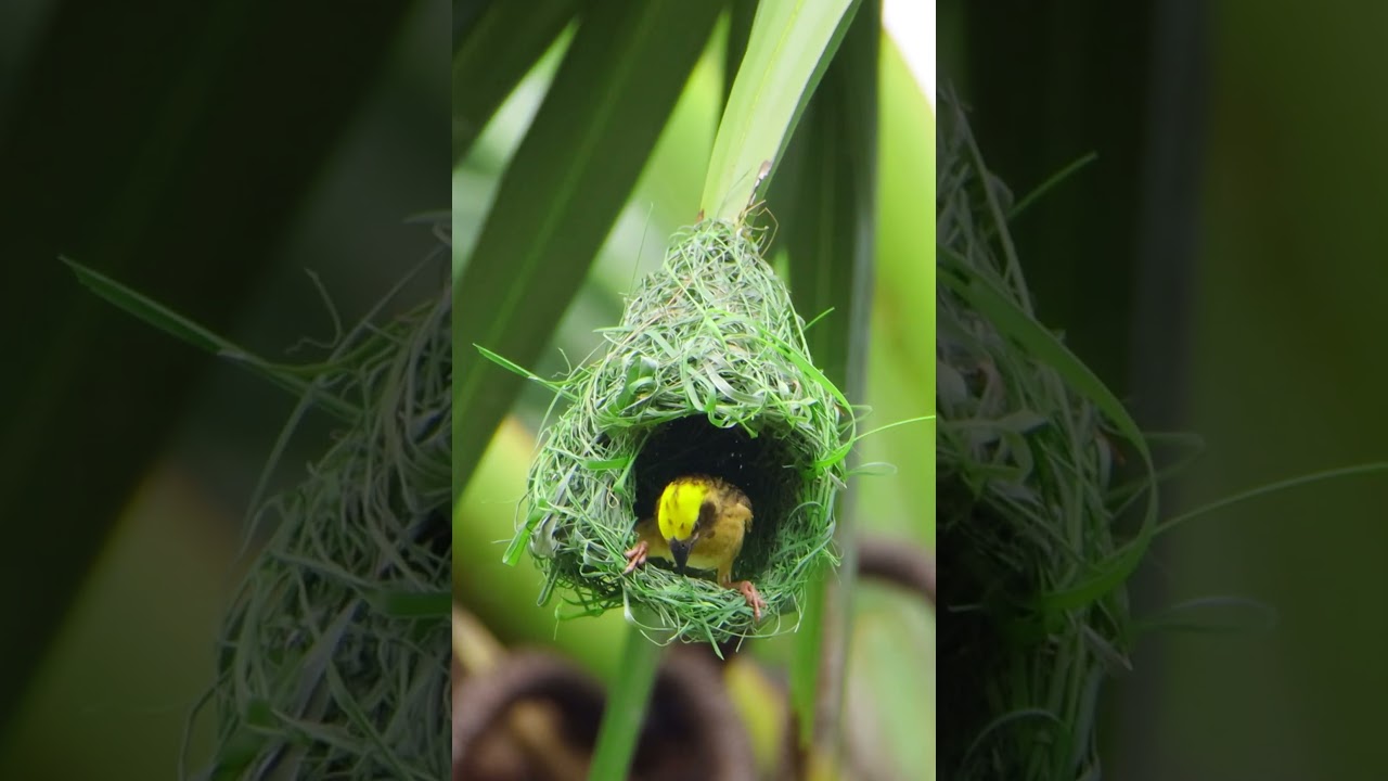 Amazing Weaver Bird Build New Home 354