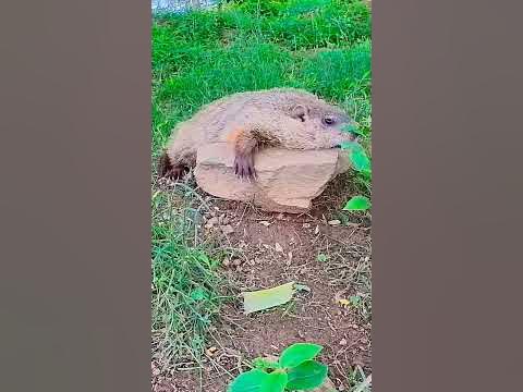 Cherry the Groundhog when her humans forget her snacks #animal #