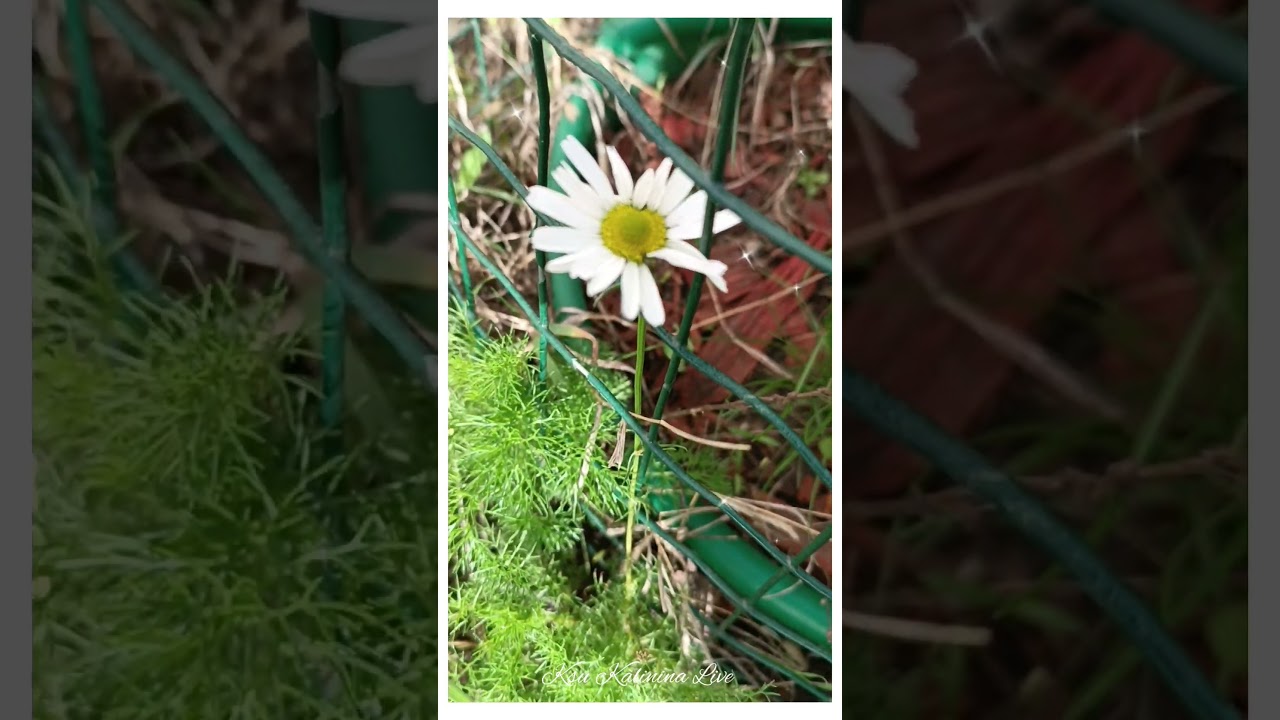 ХАРЬКОВ ЦВЕТУТ РОМАШКИ ~ KHARKIV CHAMOMILES ARE BLOWING