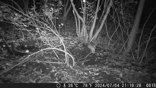 Allo-marking from Cub to Sow  | Japanese Badger Sett Diary #198