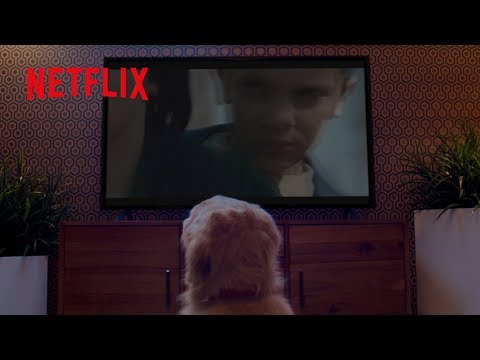 A Netflix e os teus animais de estimação vão juntos | Maratona felpuda