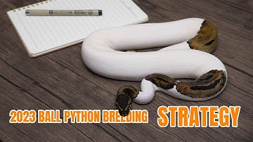 2023 Ball Python Breeding Strategy