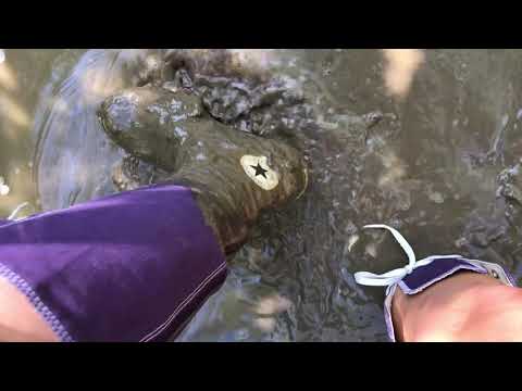 Kate's Knee High Converse in deep mud