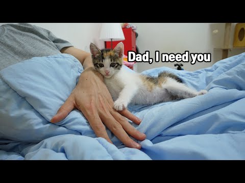 The Behavior of a baby <strong>cat</strong> <strong>that</strong> Relies Heavily on People do