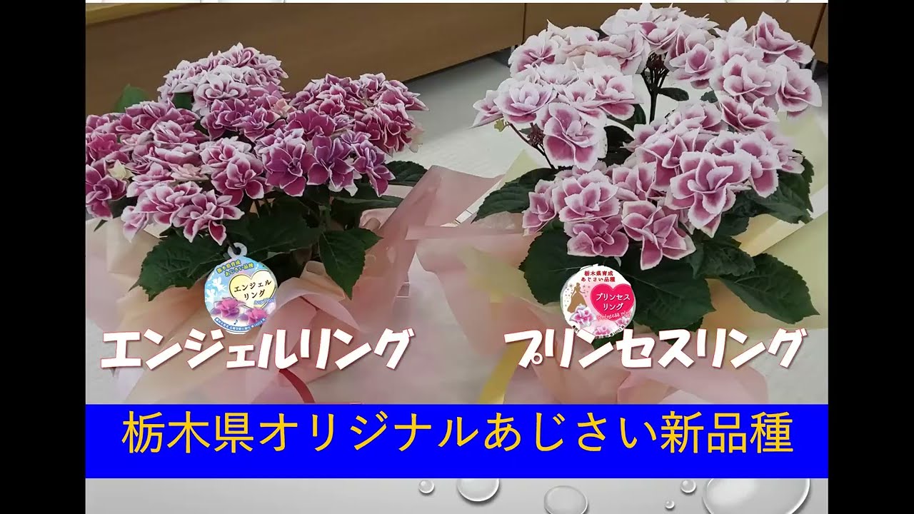 あじさい 栃木県オリジナル３品種ご紹介 前半 R4 4 13 Youtube