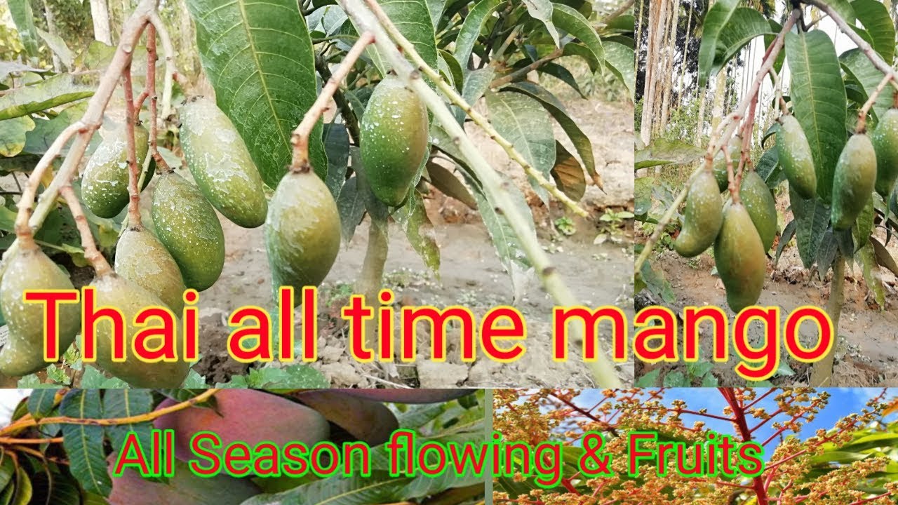 All Time Mango Plant Farming (Baramashi Mango)ll Flowering & Fruiting