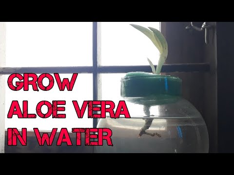 How To Grow Aloe Vera Plant In Water Youtube