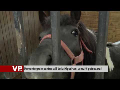 Video: La hipodromurile de curse?