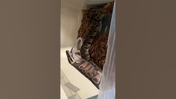 Feeding time for storm and kitty #snakefeeding #shortsvideo #reptiles #snake #ball python