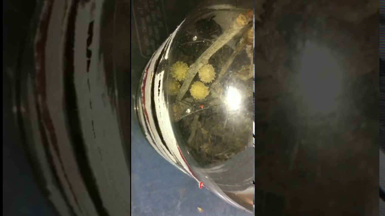 lizard skin grips Update!