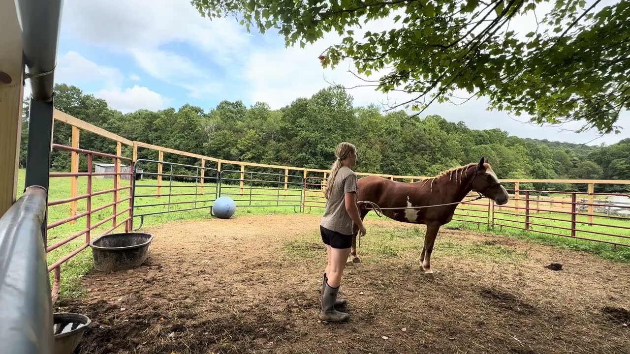 Haltering, Hoof Work, and Backing Up: with Sone