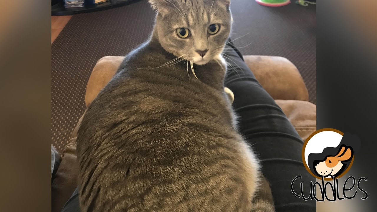 💕 Cat realizes he has a large butt 💕 Try not to laugh or even smile 97 ...