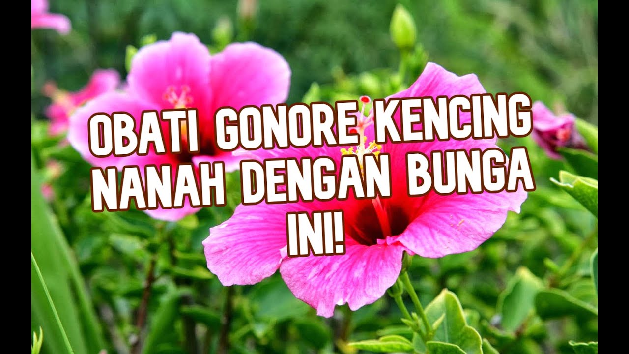 PENYAKIT GONORE: CARA MENGOBATI KENCING NANAH DENGAN KEMBANG SEPATU