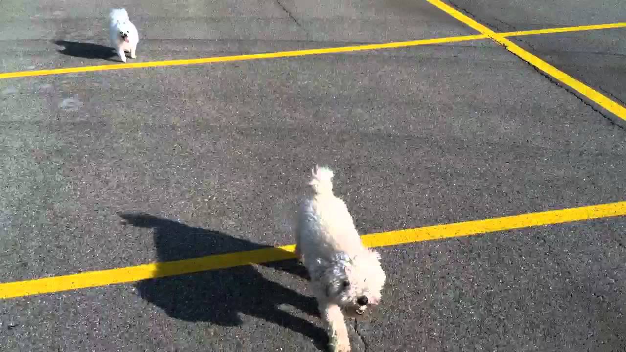 Dogs and the golf ball YouTube