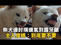 柴犬邊討摸邊氣到露牙齦　主人傻眼：到底要不要