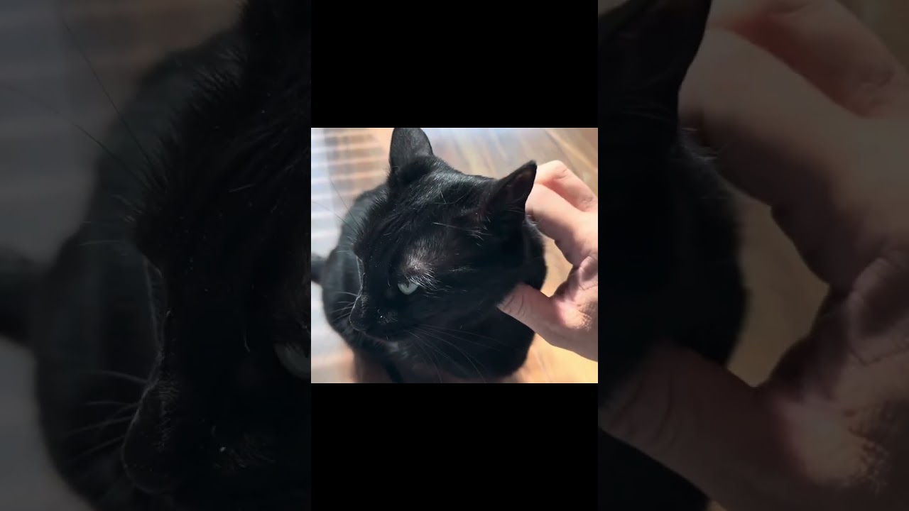 Я разговариваю со своими кошками о силе романа.