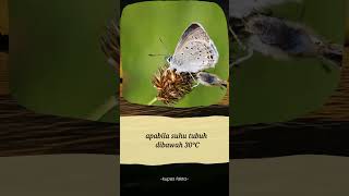 fakta unik kupu-kupu🦋... #fakta #faktadunia #faktamenarik #faktasingkat #faktaunik