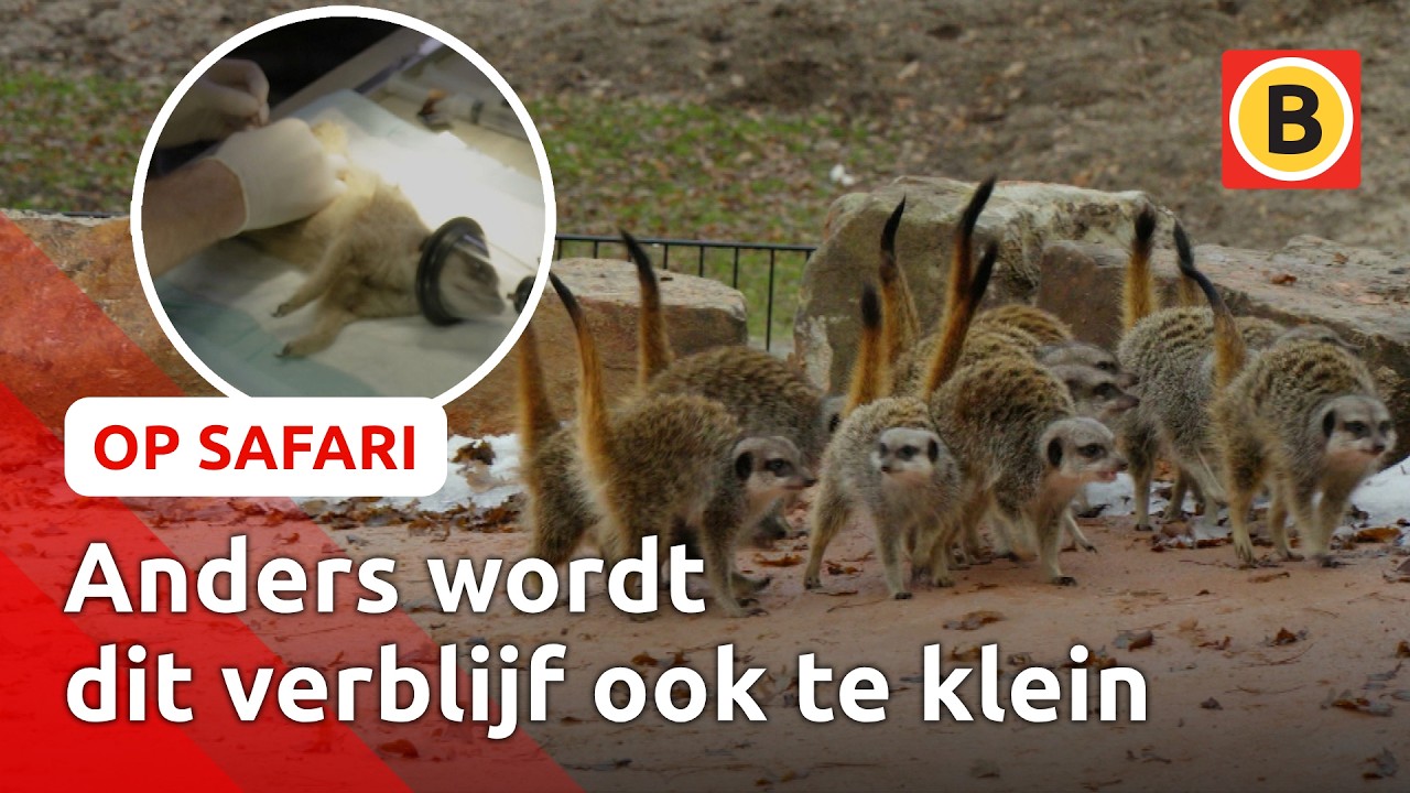 Kijk mee bij castratie stokstaartjes 😱 | Op Safari #4
