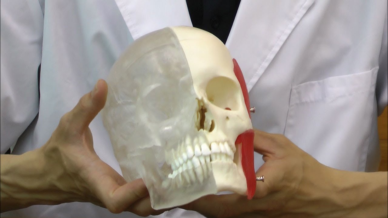 半分を透明にした頭蓋骨模型，鼻腔・歯根など観察できます│A282 - YouTube