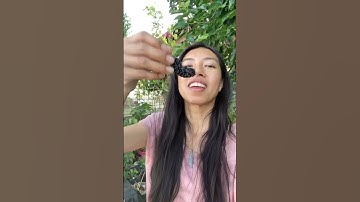 When To Pick Mulberries #shorts