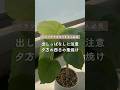 🍀出しっぱなしに注意　夕方の西日の葉焼け🍀【☘Life with Houseplant】2608-2