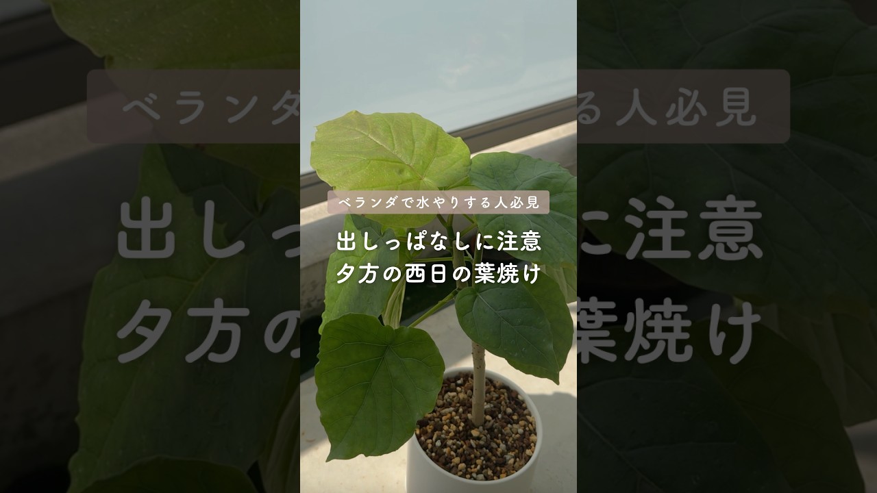 🍀出しっぱなしに注意　夕方の西日の葉焼け🍀【☘Life with Houseplant】2608-2