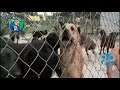 AYUDA A LA FUNDACIÓN ANIMAL SAFE