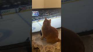 Rudy Likes Hockey Too #cat
First it was basketball, how Hockey. Rudy Likes Hockey Too #cat