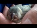 桜文鳥ラッキーちゃん　手の中でスヤスヤ　finch fall asleep in the hand