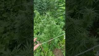 update on the photoperids, autos got smashed by mold .
