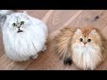 Cats DESPERATELY Want A Snack の動画、YouTube動画。