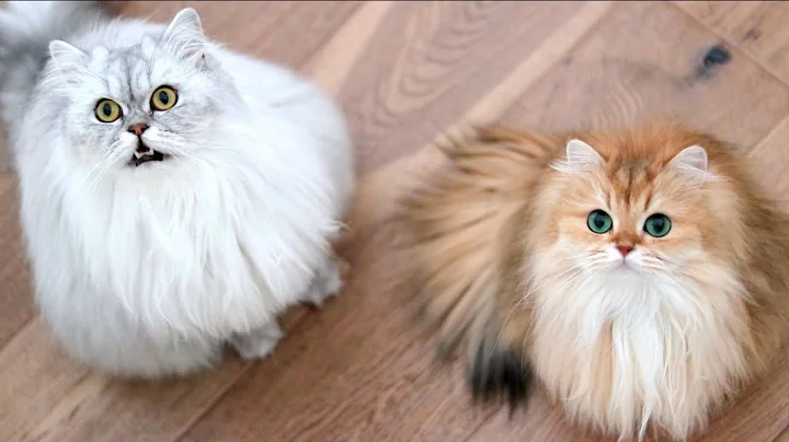 Watch the video about Cats DESPERATELY Want A Snack