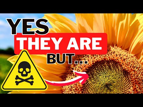 Video: Masalah Pengumpan Burung: Racun Biji Bunga Matahari Dan Pengaruhnya Terhadap Pertumbuhan Tanaman