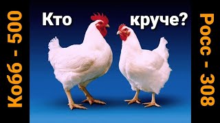 ВЫХОД МЯСА. КОГО ВЫГОДНО ВЫРАЩИВАТЬ. РОСС или КОББ