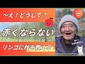 【自然栽培】リンゴ園の秋と冬~木が裂ける!厳しい冬【木村秋則さん】
