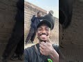 Sdege pulls out a sword in a steer fight 😭😭😭 #fight #kasi #africa #mma