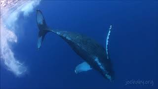 DOLPHINS playing w/WHALE! Amazing encounter in the ocean with Dolphins & Whale